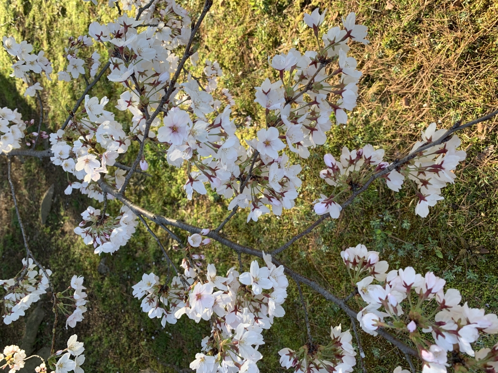 春ですね🌸　